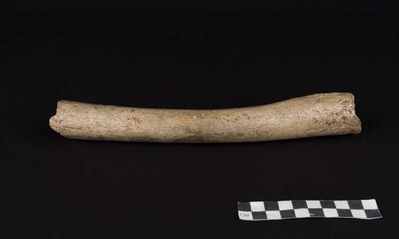 Neanderthal Femur