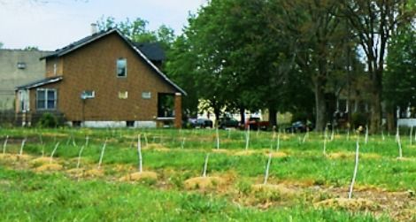 Soon this field in inner-city Detroit could be lined with maple trees.