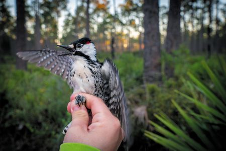 Researchers hold a male red-cockaded woodpecker in Florida&rsquo;s Osceola National Forest, making sure his tracking bands are correctly in place.