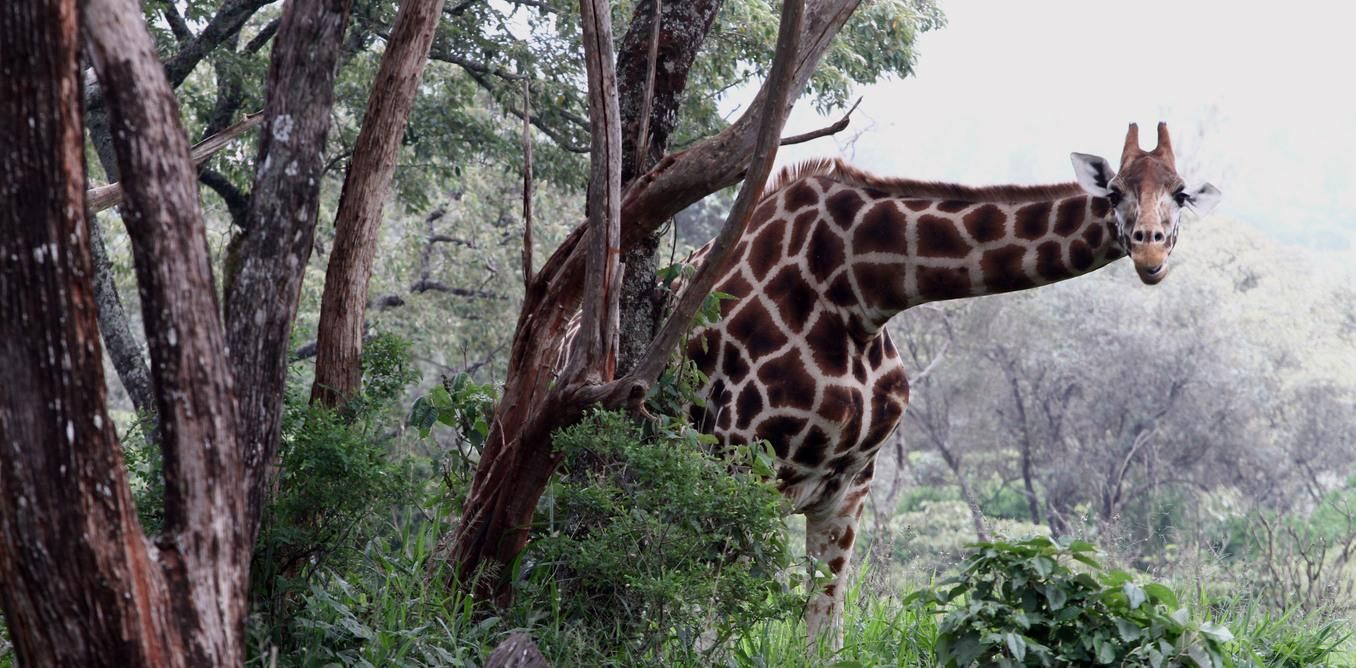How America Can Help Save a Non-American Species: The Mighty Giraffe |  Science| Smithsonian Magazine