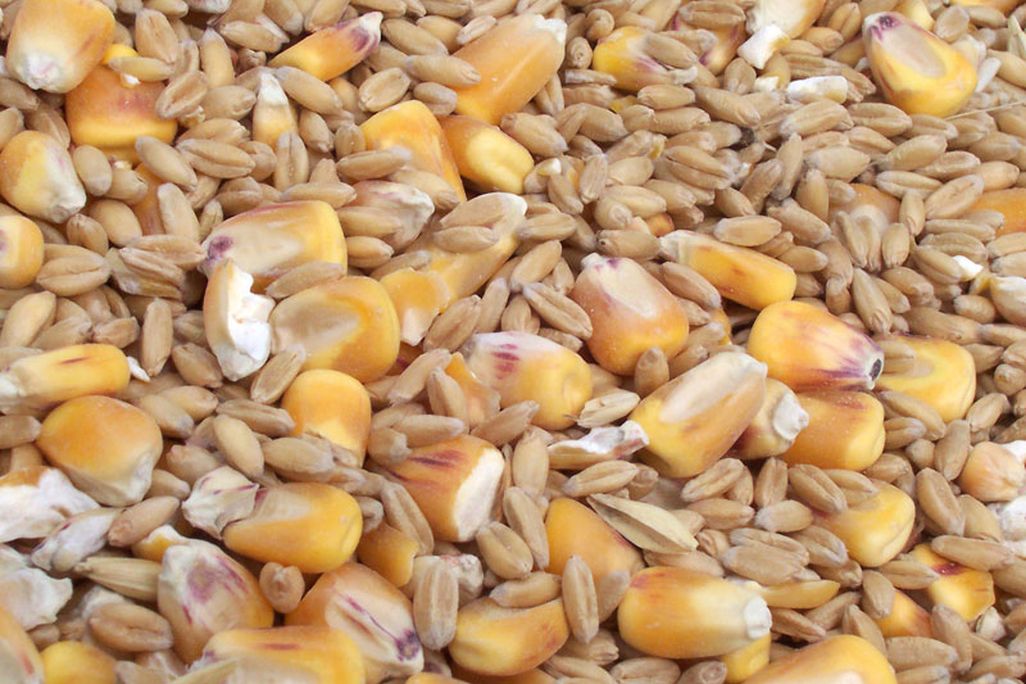 Grain