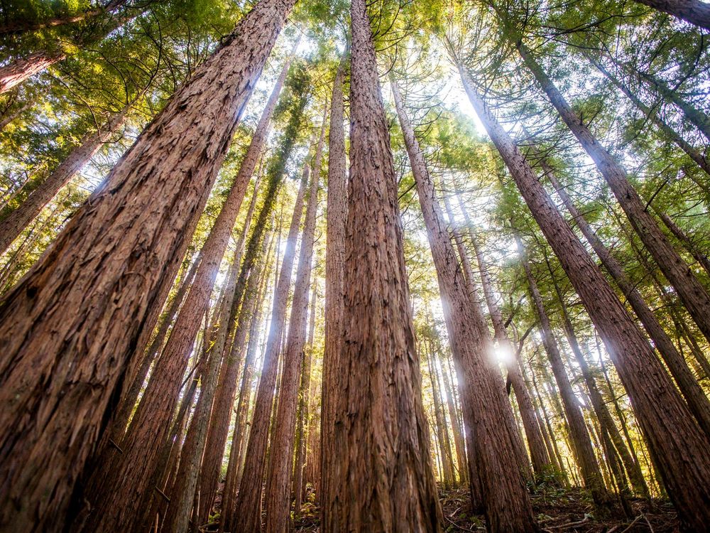 Muir Woods