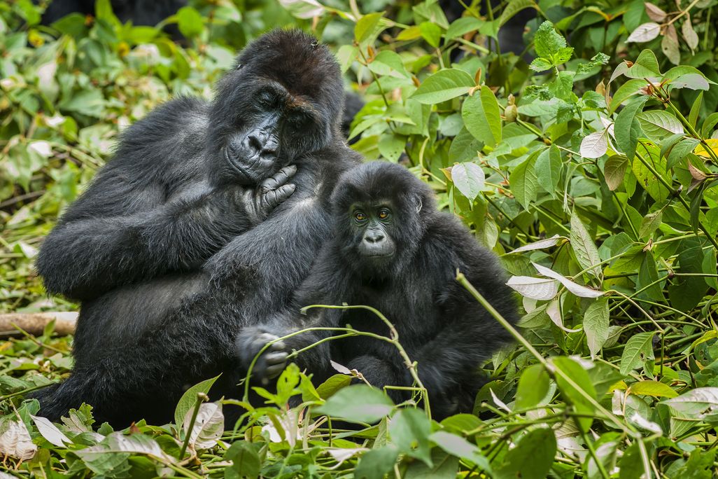 A mother and baby gorilla