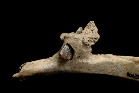 This flint arrowhead was found embedded in a human rib at the Roc de les Orenetes site in northeastern Spain.