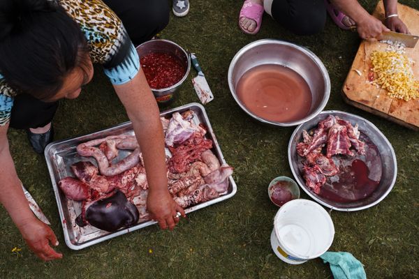 Take life without wasting any bit / Mongolian nomad carefully cutting sheep meat thumbnail
