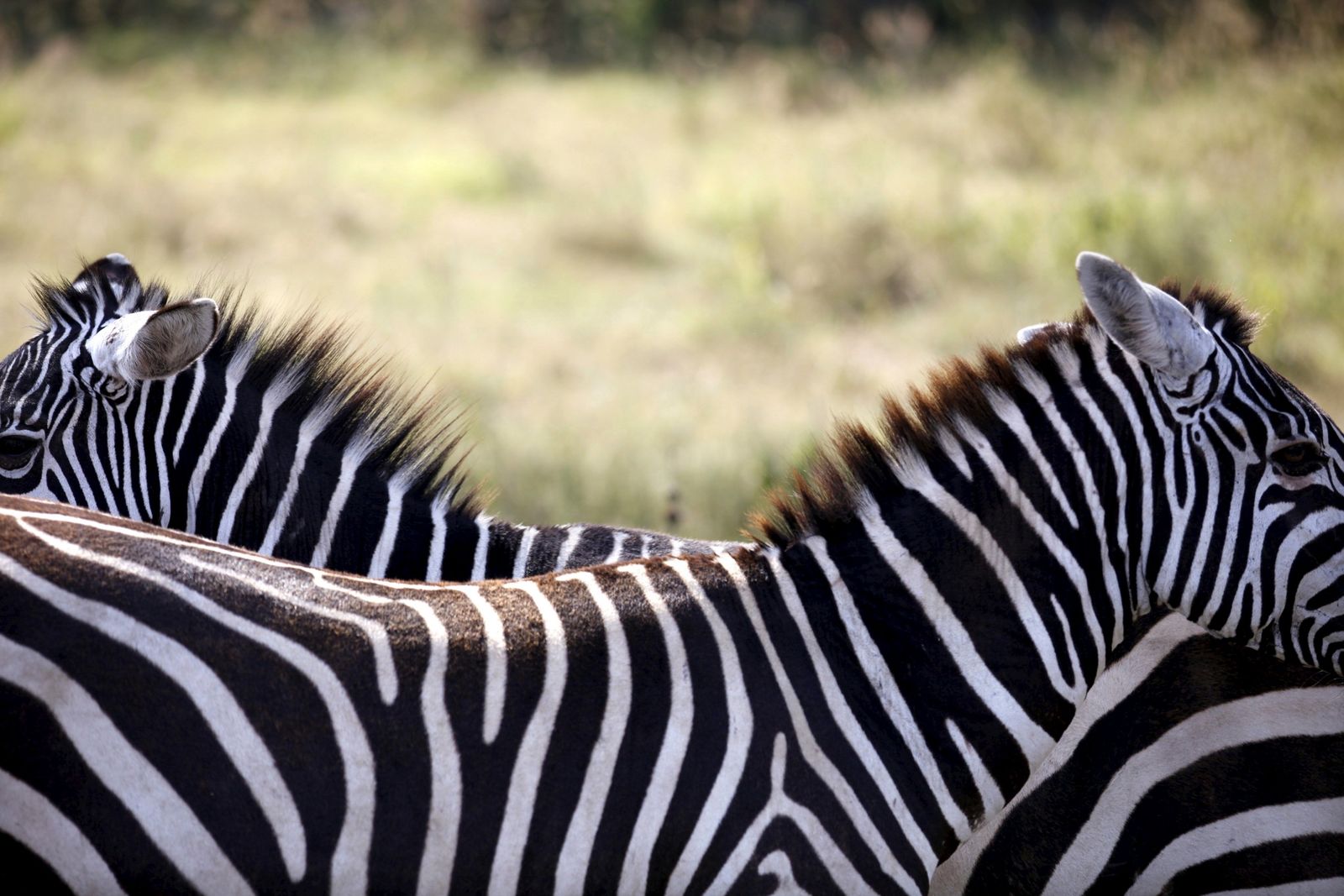 Be Smart, How the Zebra Really Got Its Stripes?