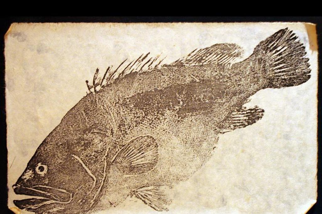 Gyotaku fish print
