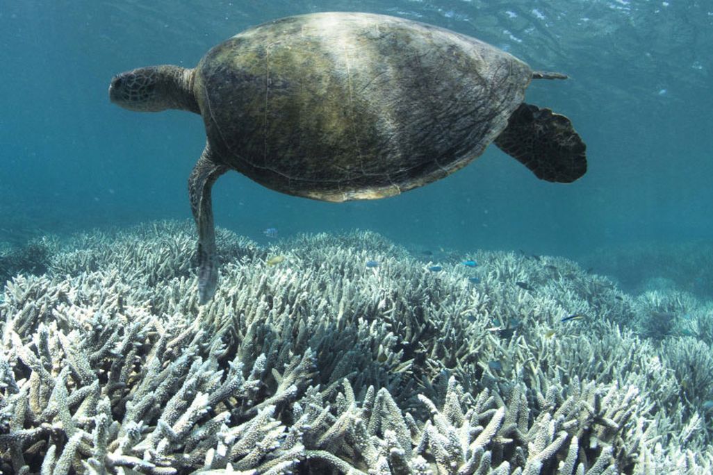 Turtle and Coral