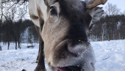 Reindeer Sleep and Eat Simultaneously, Saving Precious Time in the Short Arctic Summer
