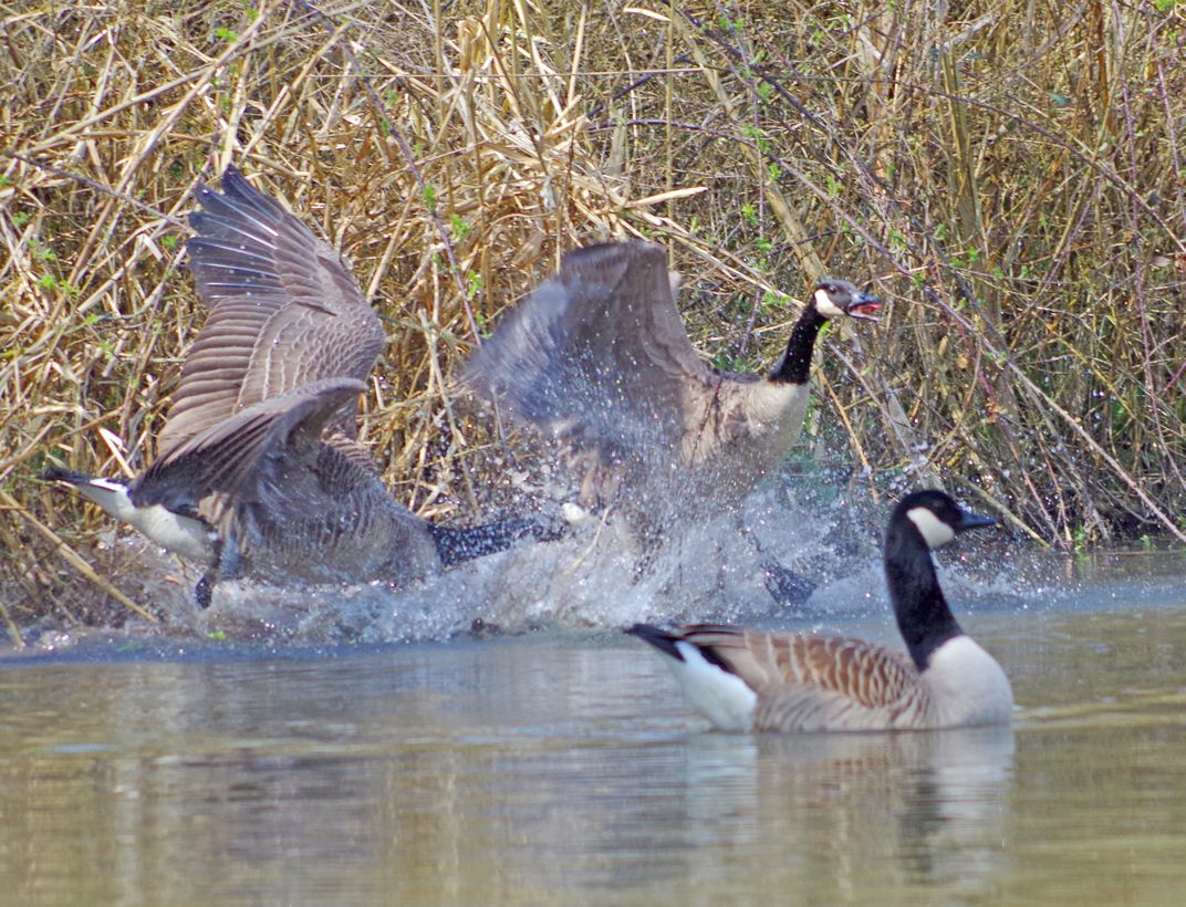 Goose Fracas | Smithsonian Photo Contest | Smithsonian Magazine