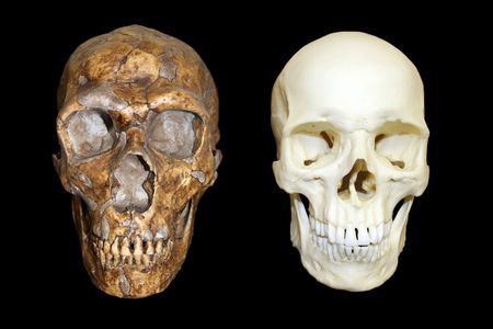 Neanderthals went extinct 30,000 years ago, taking their precious genetic material with them. But their DNA lives on in their hybrid ancestors: modern-day humans.
