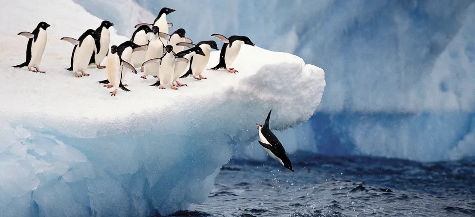  Adélie penguins in Antarctica 