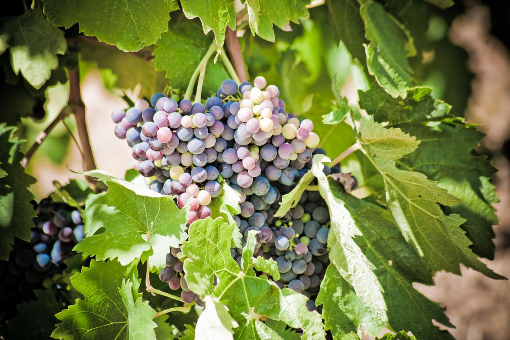 In the French wine region of Minervois in the Languedoc
