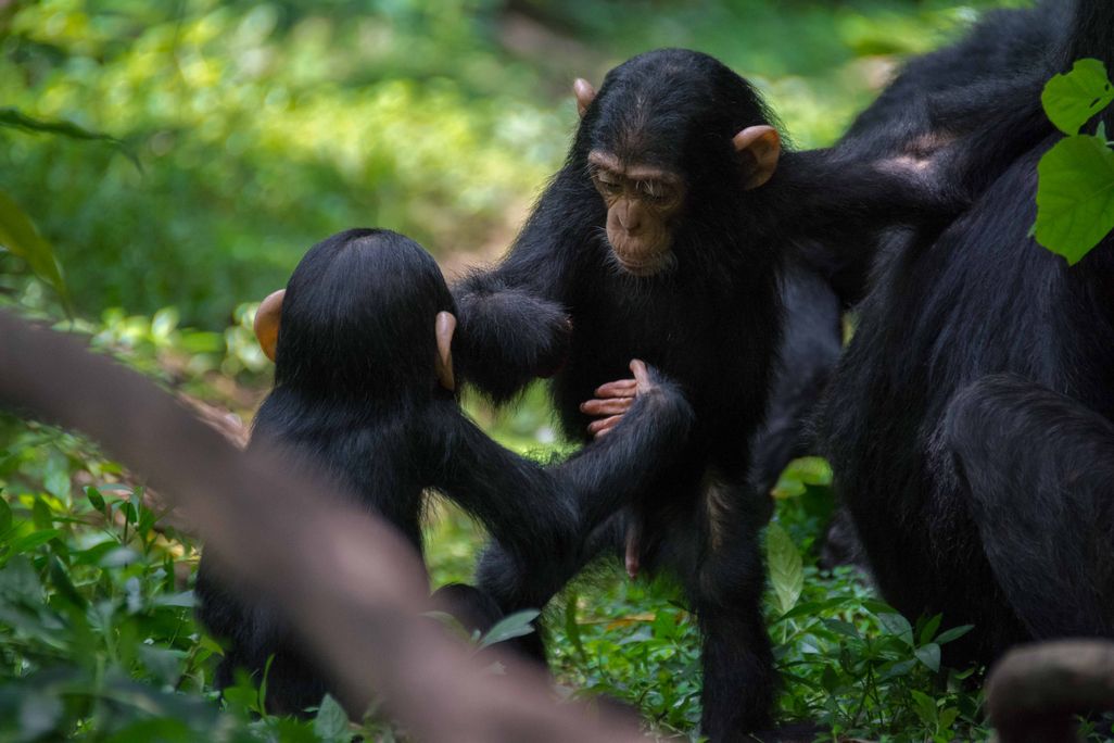 two young chimpanzees face each other with their hands out in gestures