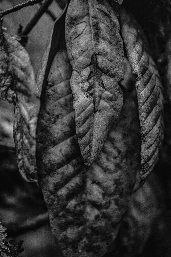 Monochrome Leaf Pod thumbnail