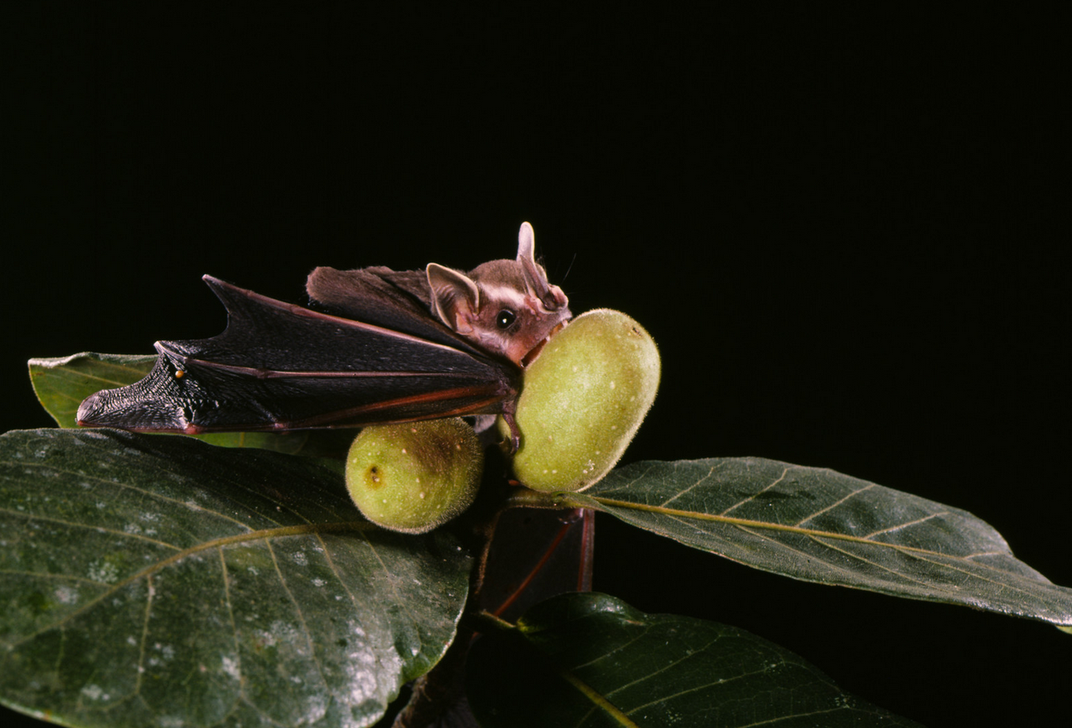 Bat Eating