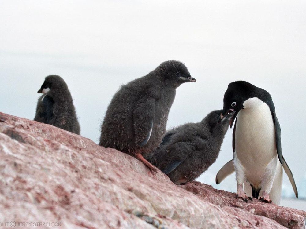 Antarctic,_adelie_penguins_(js)_20.jpg