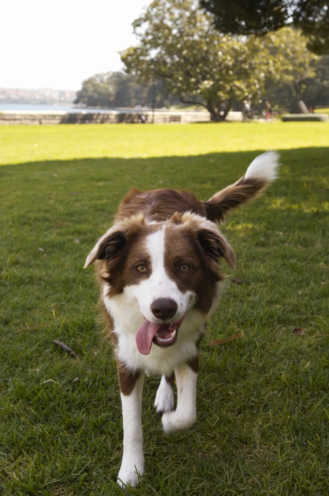brown and white border collie walking toward the camera through grass, its tongue lolling and tail raised to the side