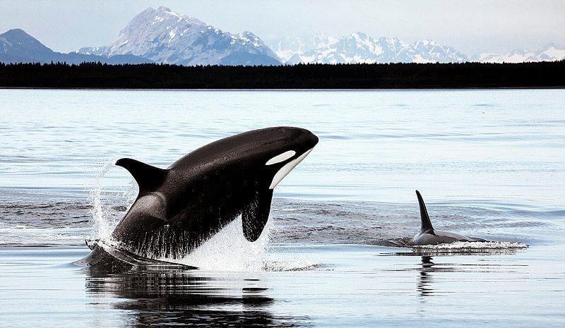 Two orcas swim in the foreground. One is jumping out of the water, the second is in front with only its dorsal fin visible. In the background is a line of dark trees and snow-covered mountains.