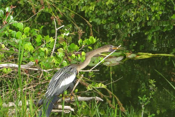 Loop Road Anhinga thumbnail