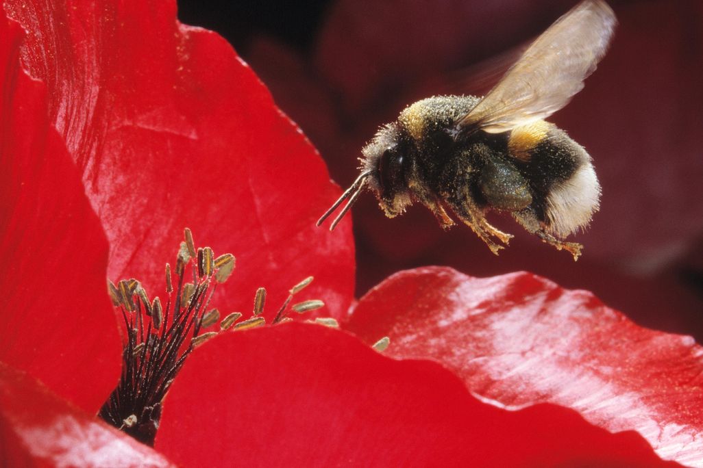 bumblebee