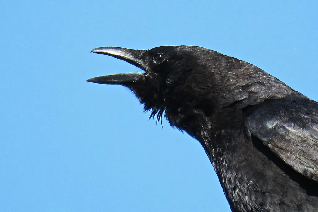 crow.jpg