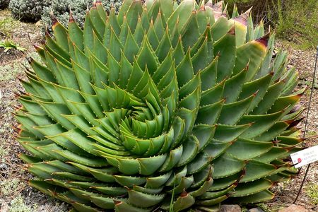 The spiral pattern of an Aloe polyphylla plant at the University of California Botanical Garden.
