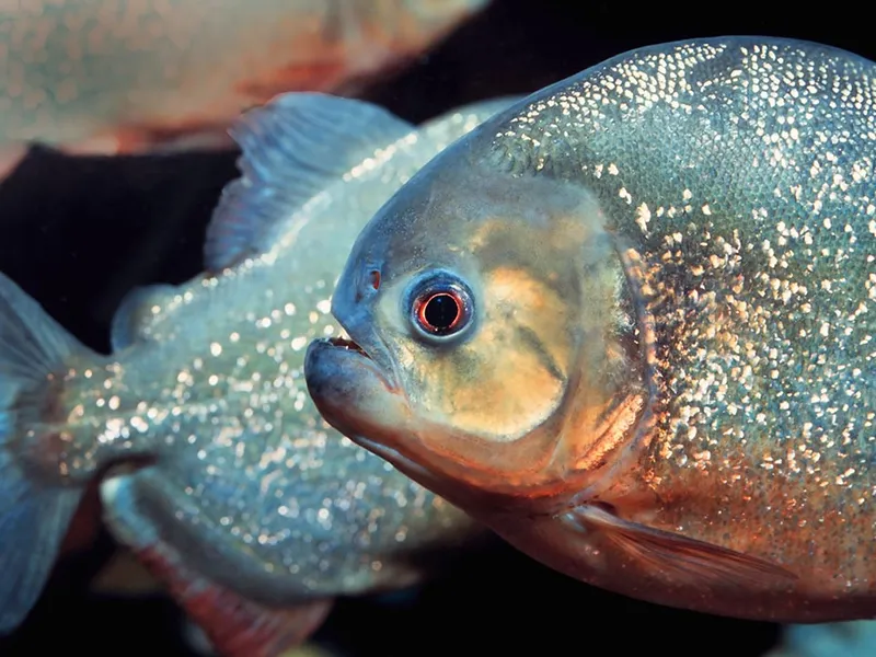 Meet the Expert Studying Fishes That Spit Water to Hunt, Smithsonian  Voices