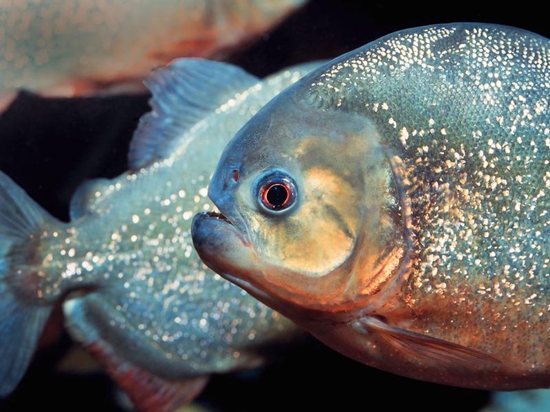 Fish Eat Getting Big Play Now Online for Free