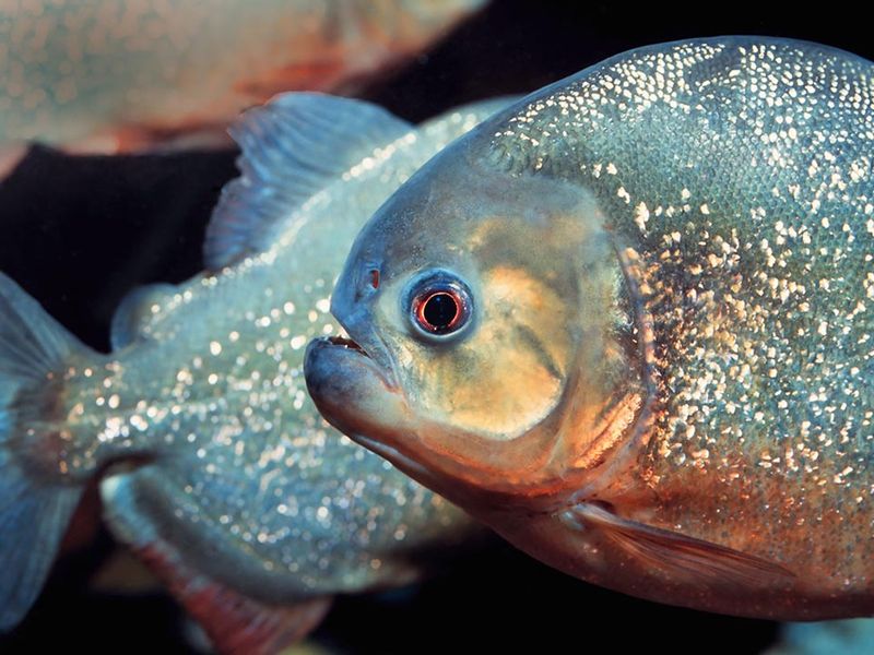 Meet the Expert Studying Fishes That Spit Water to Hunt, Smithsonian  Voices