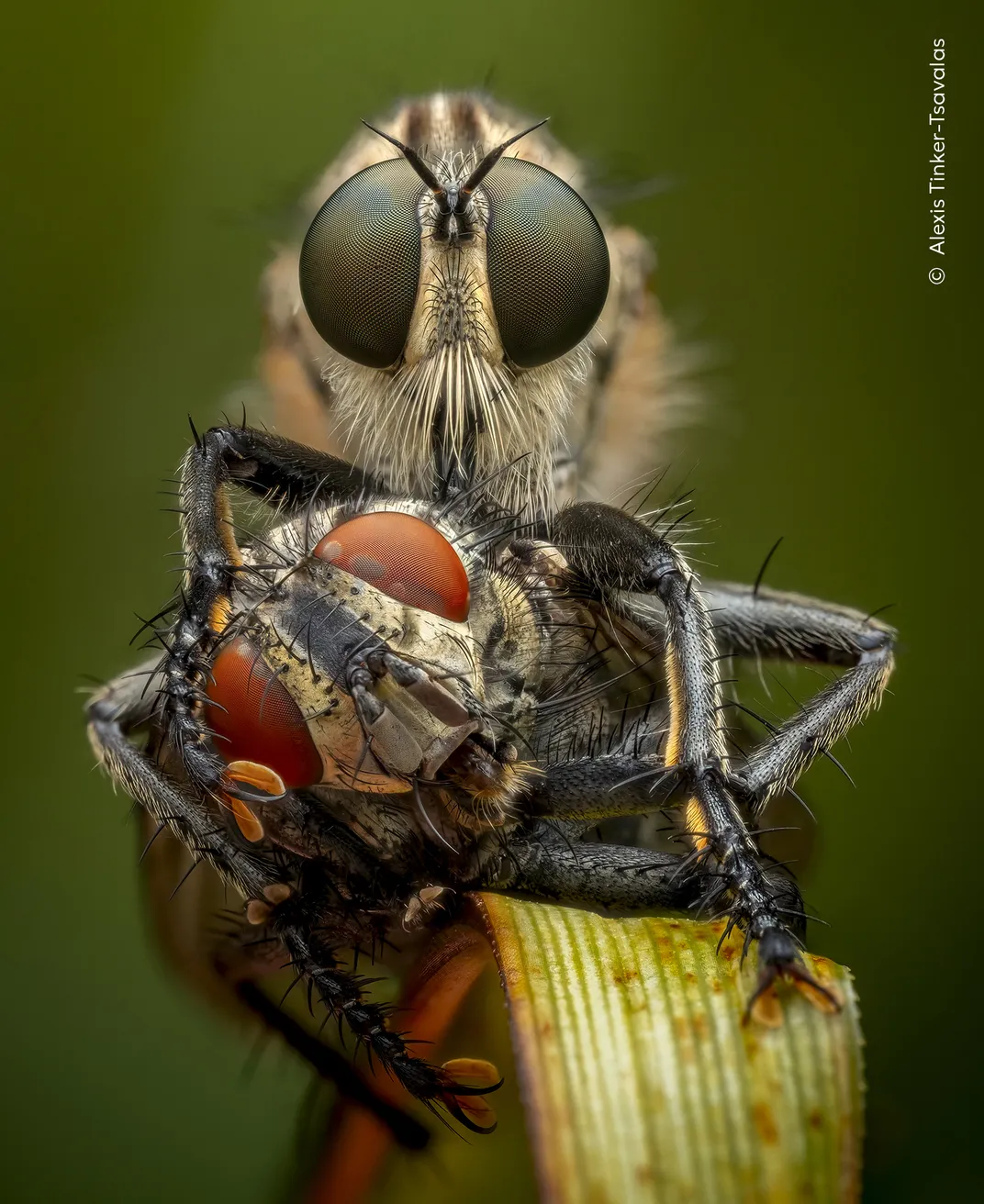 a close-up of two flies on a blade of grass, one predating on the other