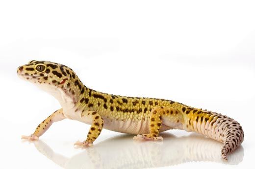 Leopard Gecko