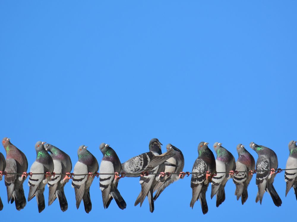 There are scientific investigations into whether animals use the Sun and Moon, Earth’s magnetic field, or recognition of landmarks to repeat their long journeys. (chantalrutledge/iStock/Thinkstock)