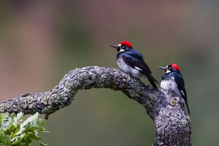 Male acorn woodpeckers, like the one on the left, have more offspring over their lives when they’re polygamous, according to new research.