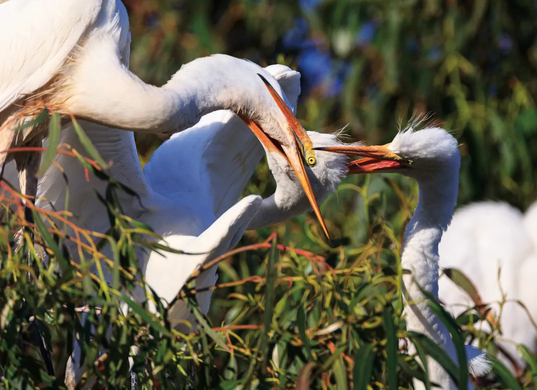 Ten Wildlife Photographers Zoom In on Their Favorite Birds, Science