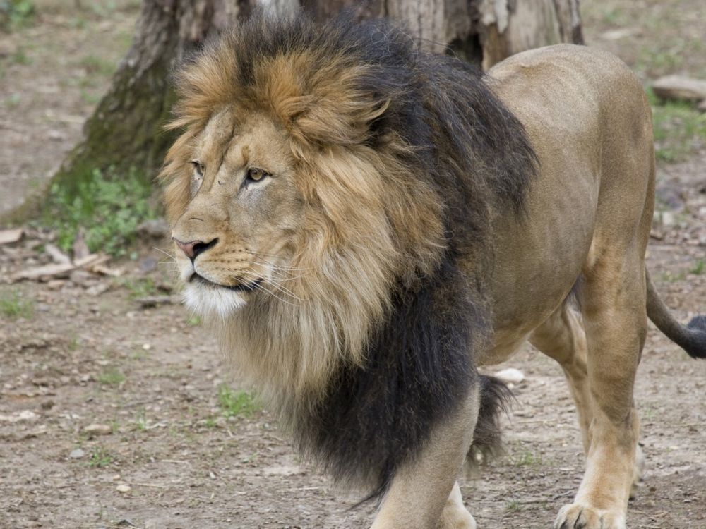 Pictured in this photo is adult male African lion, Luke.