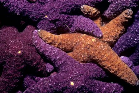 New research is causing the original keystone species, the ochre sea star Pisaster ochraceus, to lose some of its supposed ecosystem-controlling powers.