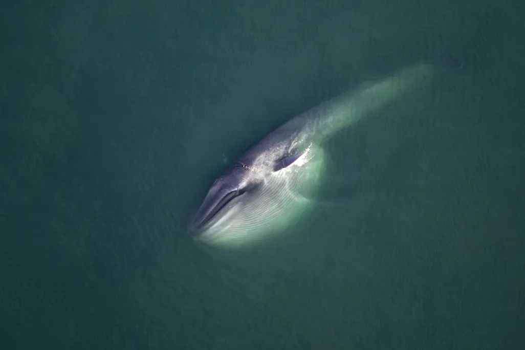 blue whale
