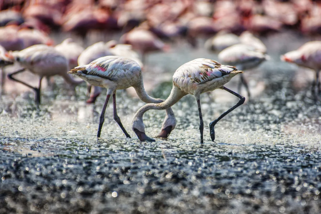 flamingos in Mumbai