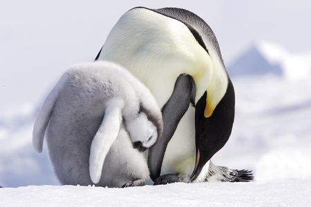 An emperor penguin (Aptenodytes forsteri) teaching its baby how to preen.