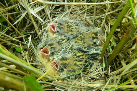 Young grassland birds don't rush their final nest exit. They instead stick around as long as possible to gobble up as much food as they can stomach.