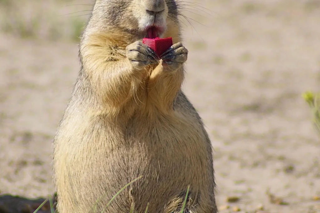 Prairie Dog