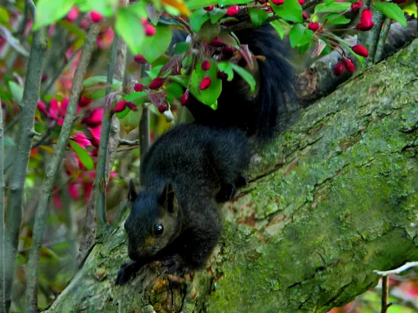 Black Squirrel Sighting thumbnail