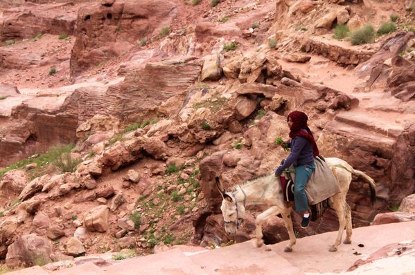 Bedouin Girl Gathers Mountain Herbs on Her Donkey thumbnail