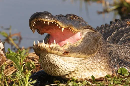 American alligator