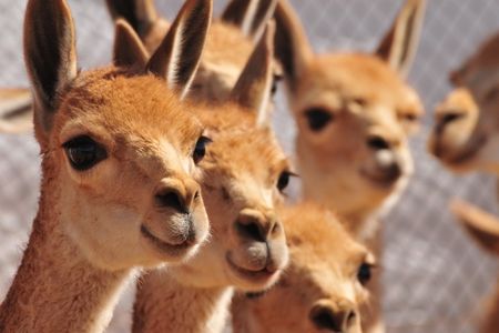 These vicuñas are awaiting a haircut at Pulario in Bolivia.