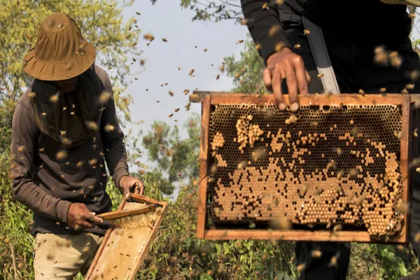Two Men Collecting Honey thumbnail