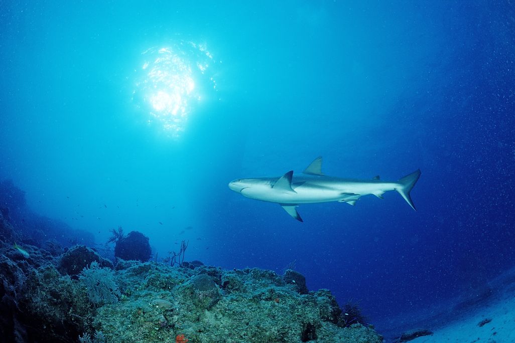 Carribean reef shark underwater in the Bahamas