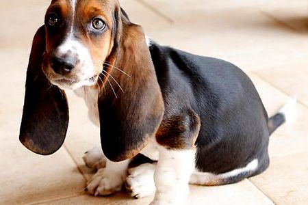 Basset Hound puppy