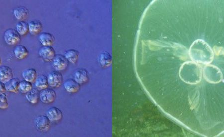 On the left are one type of Myxozoan-- spores of Kudoa iwatai--microorganisms recently reclassified as a member of the same group that includes jellyfish like the Aurelia aurita (moon jelly) on the right.